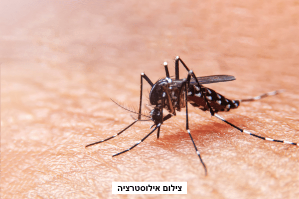עשרה חולים בקדחת הנילוס מבת ים ועד סביון: "התחלואה החלה מוקדם מהרגיל"